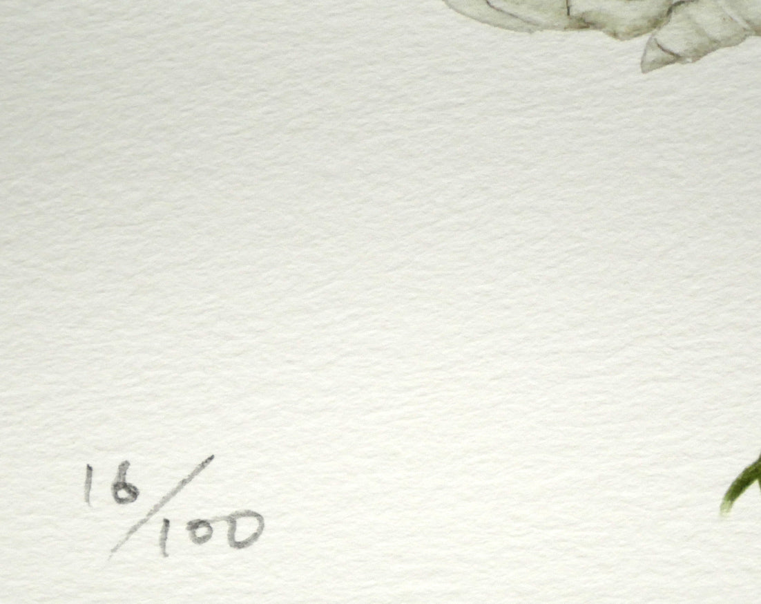 安藤牧子「コスモス(Botanical Art)」版画・10号大 限定番号(ed,16/100)