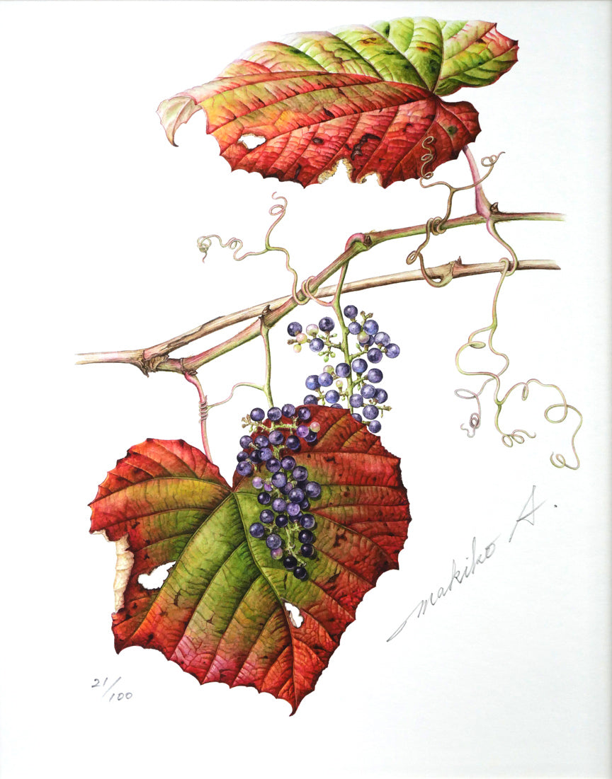 安藤牧子「やまぶどう」版画 作品全体拡大画像