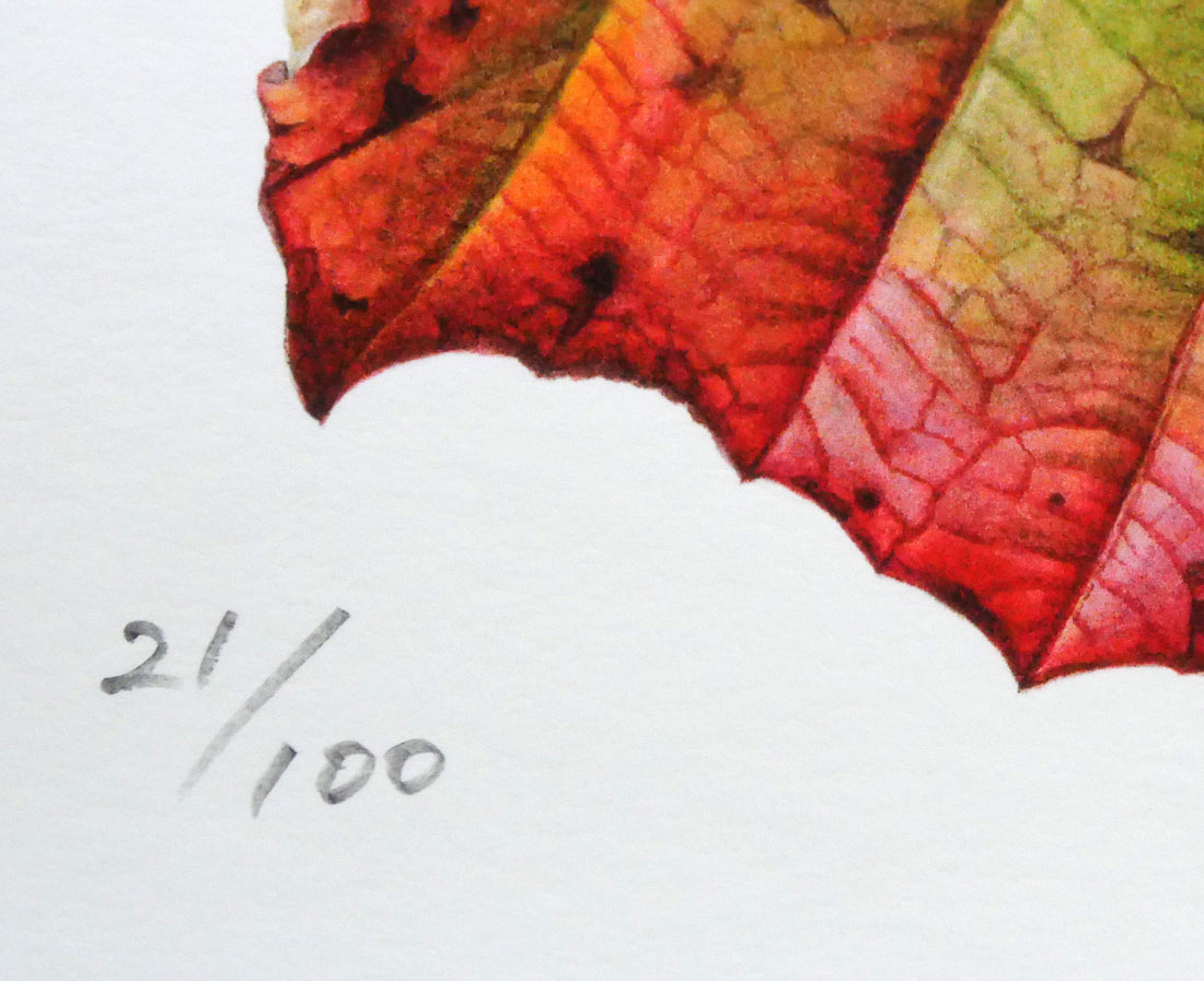 安藤牧子「やまぶどう」版画 限定番号(ed,21/100)