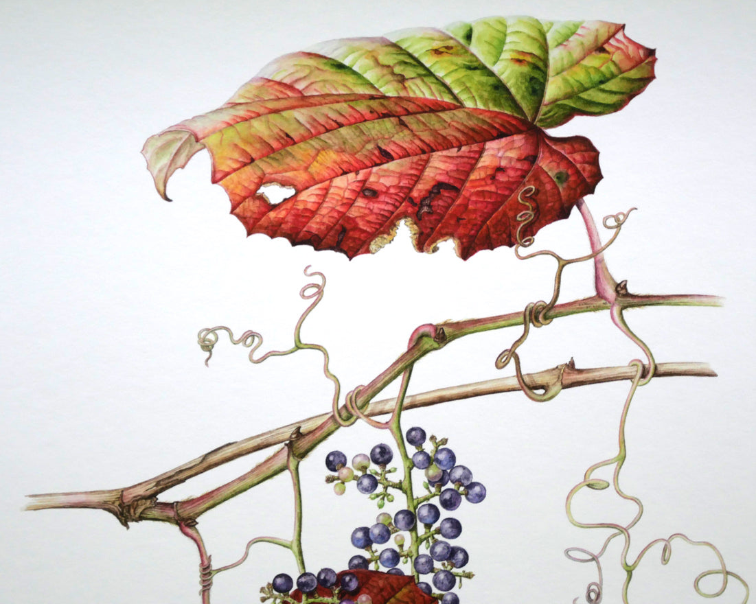 安藤牧子「やまぶどう」版画 拡大画像1