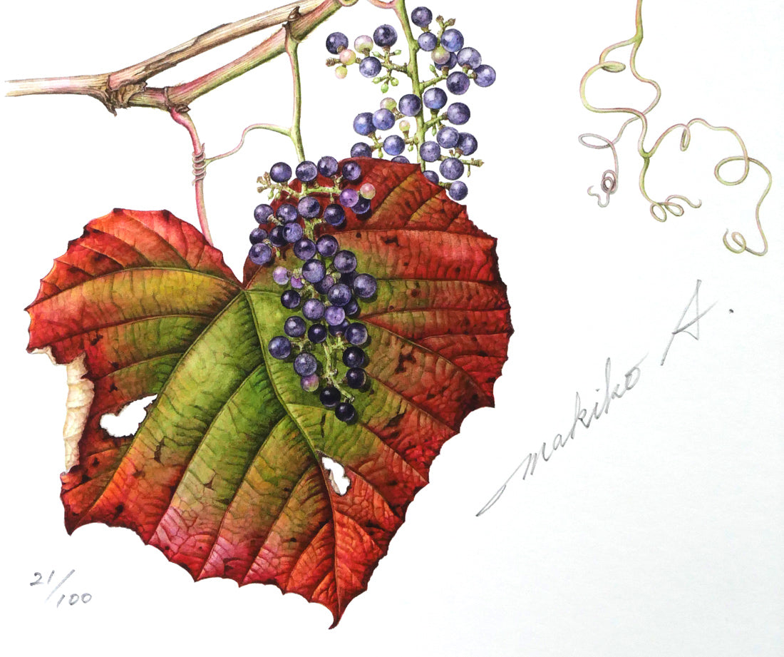 安藤牧子「やまぶどう」版画 拡大画像3