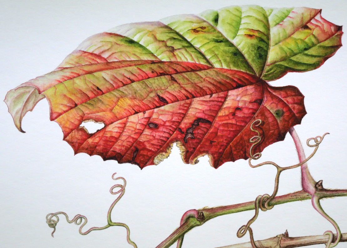 安藤牧子「やまぶどう」版画 拡大画像2