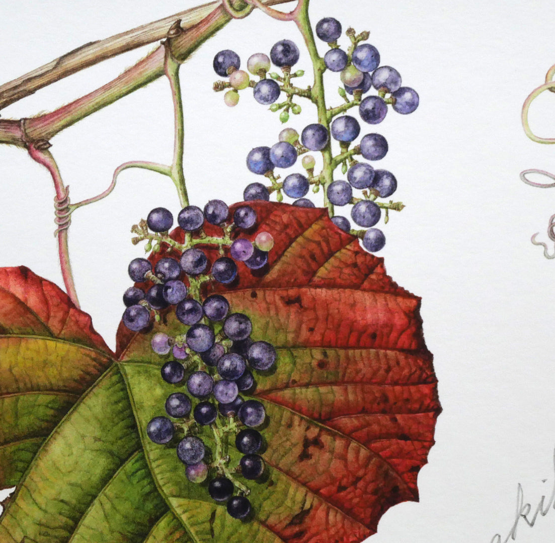 安藤牧子「やまぶどう」版画 拡大画像4