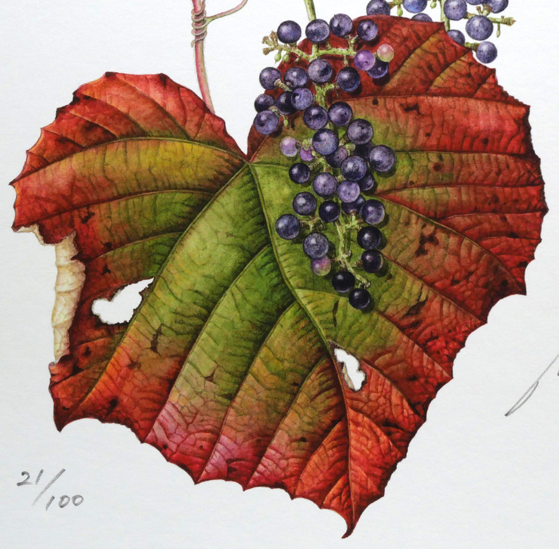 安藤牧子「やまぶどう」版画 拡大画像5