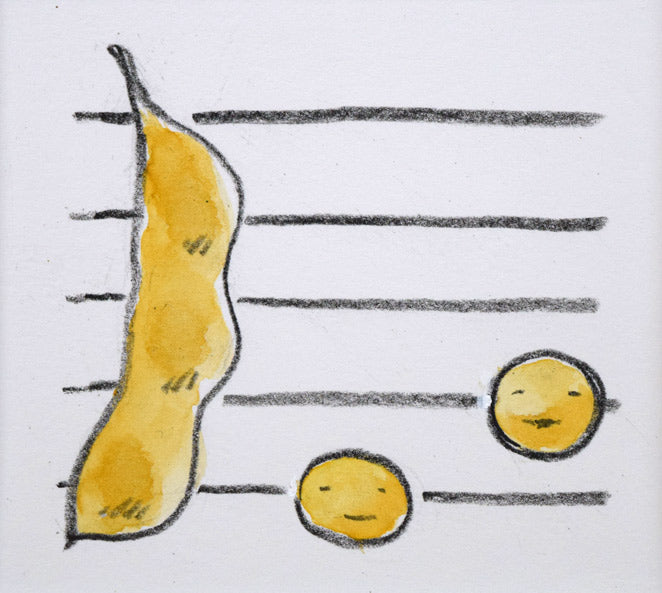 府川誠「みそ(大豆)」水彩画 作品全体拡大画像