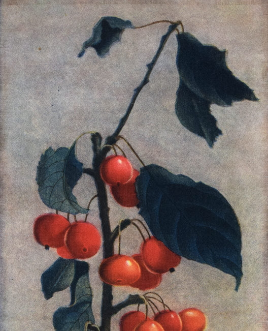 伊藤倭子「赤い実」銅版画 拡大画像1