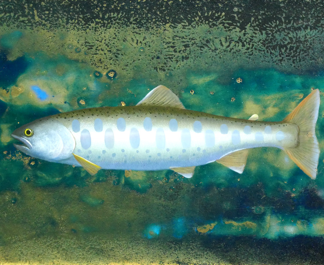 上代誠「山女魚(楽古川・十勝)」油絵・変形15号 拡大画像2