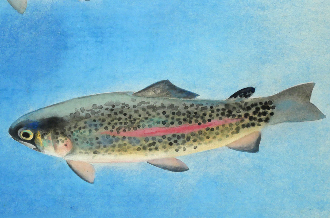 森田沙伊「虹鱒」日本画彩色・紙本・太巻・共箱(二重箱) 拡大画像2