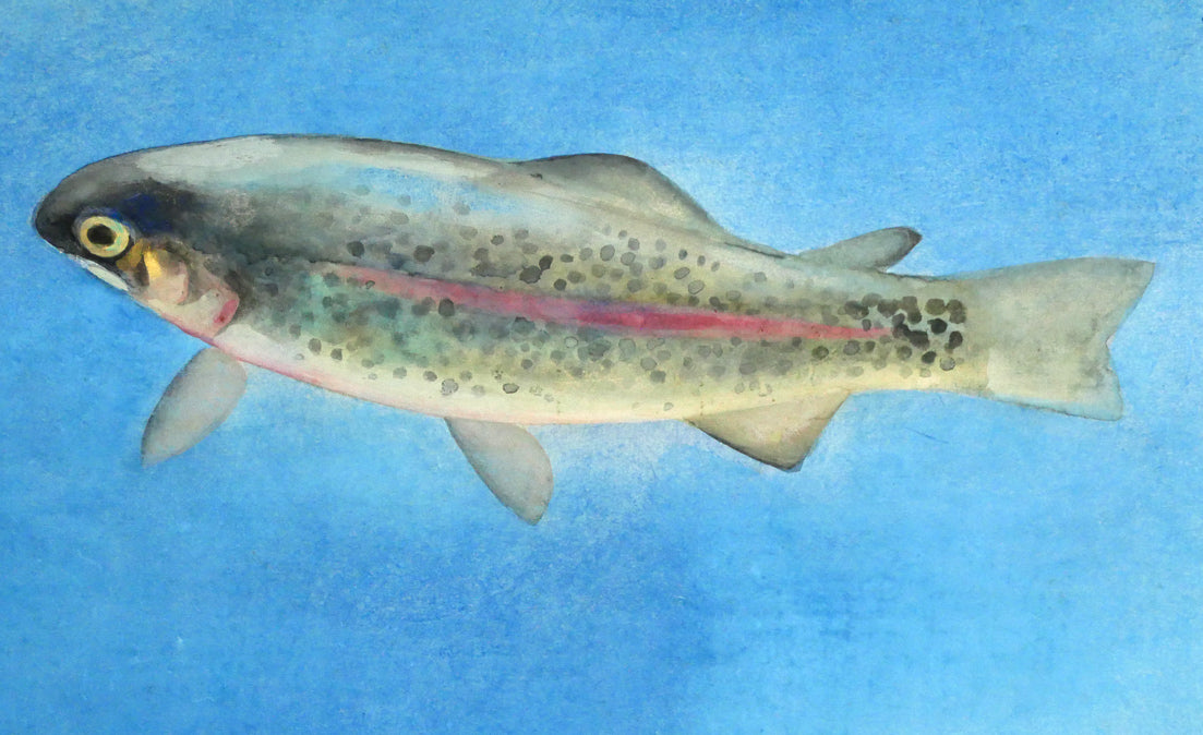 森田沙伊「虹鱒」日本画彩色・紙本・太巻・共箱(二重箱) 拡大画像1