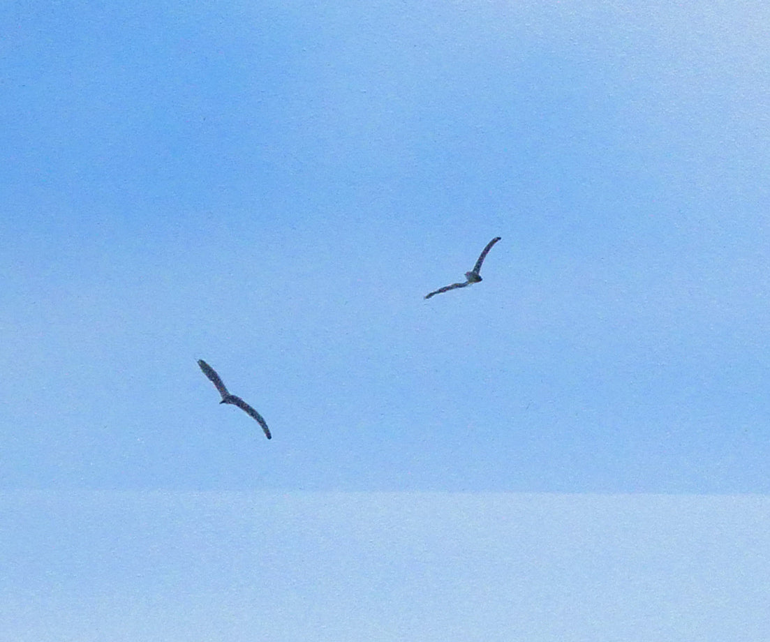 阪本修次「網走湖」油絵・F3号 拡大画像3