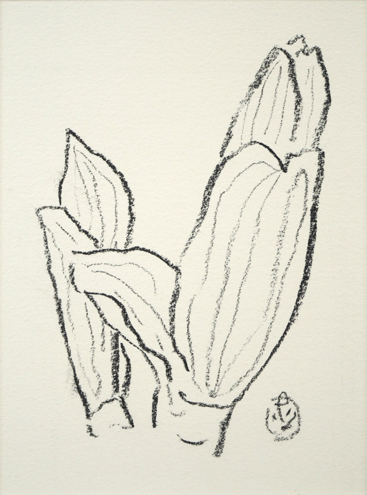 坂本直行「ばんけい草」黒コンテ画(17.5×12.8cm) 作品全体拡大画像