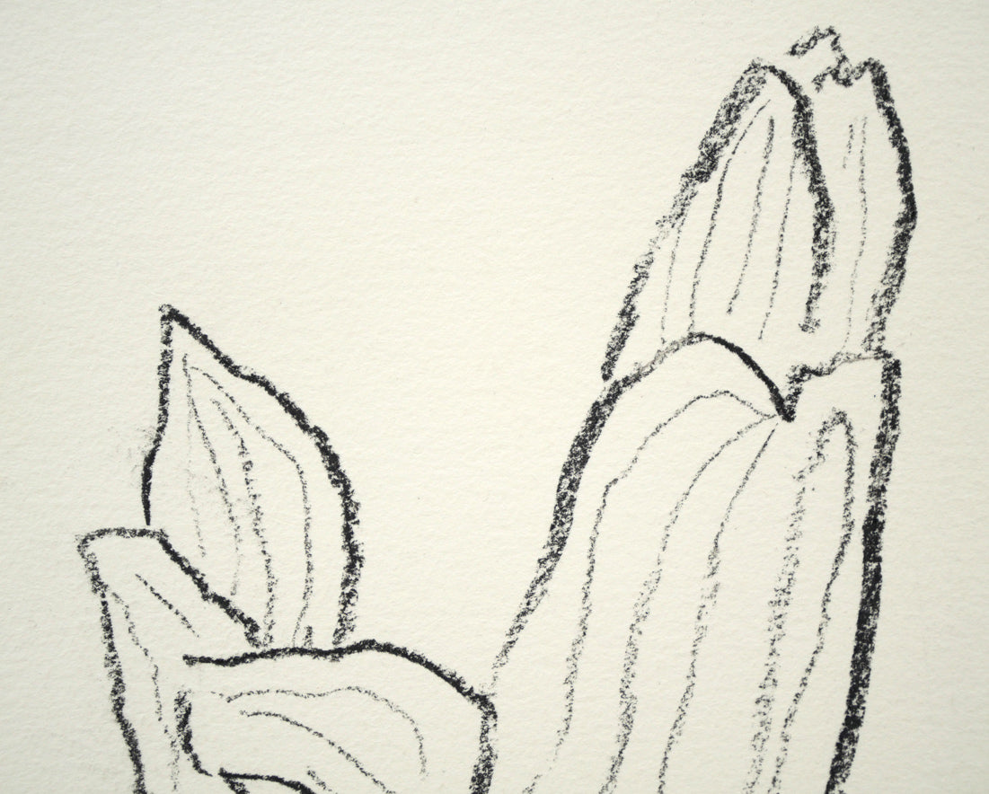 坂本直行「ばんけい草」黒コンテ画(17.5×12.8cm) 拡大画像1