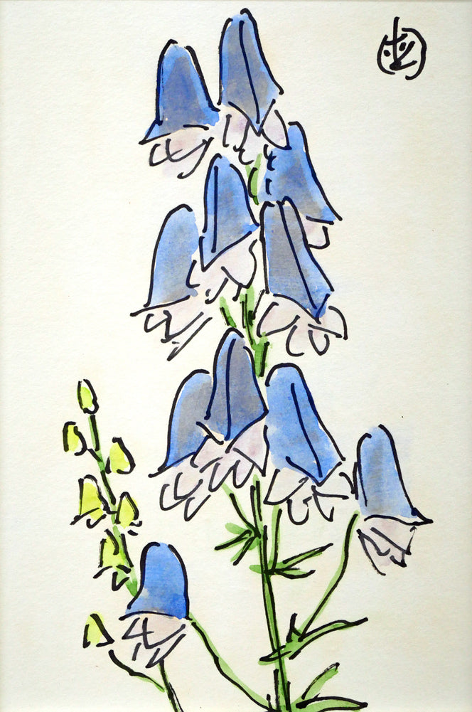 坂本直行「えぞとりかぶと」水彩画・SM 作品全体画像