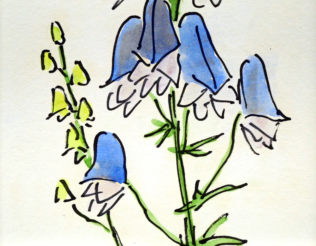 坂本直行「えぞとりかぶと」水彩画・SM 拡大画像2