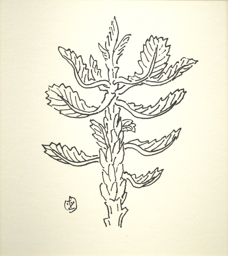 坂本直行「かしわ」ペン画(13.2×11.8cm) 作品全体画像