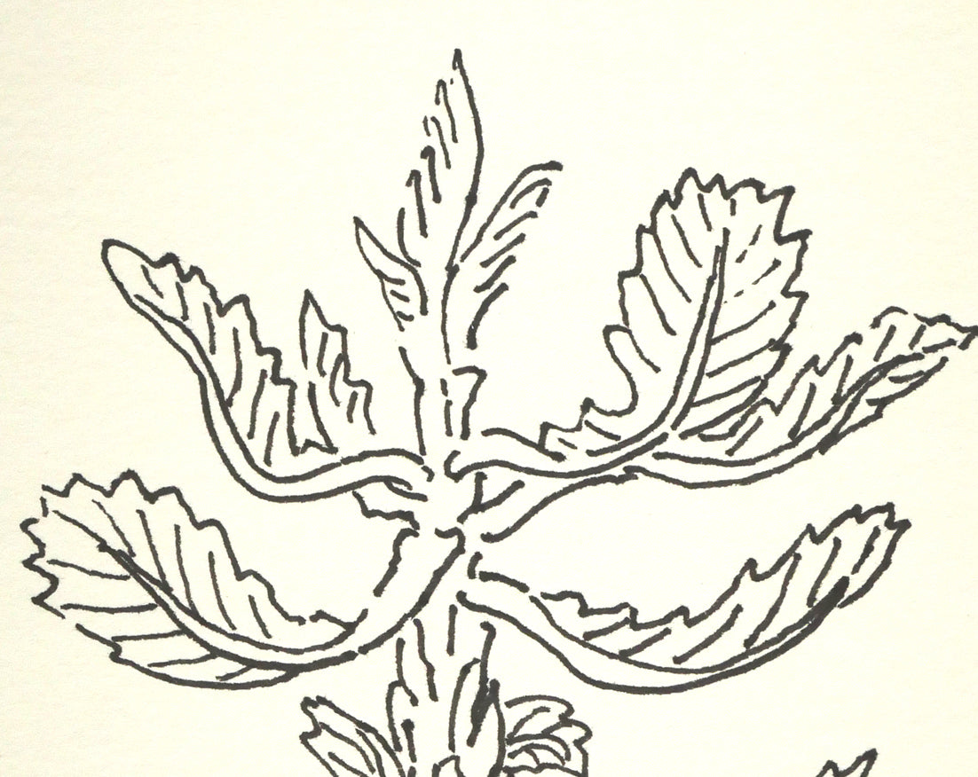 坂本直行「かしわ」ペン画(13.2×11.8cm) 拡大画像1