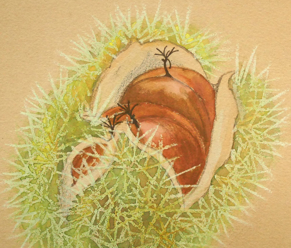 杉山寧「栗」パステル・水彩画・8号 拡大画像5