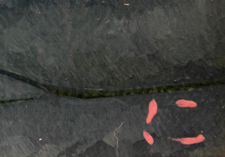 石坂仁良「望」油絵・F3号 サイン部分