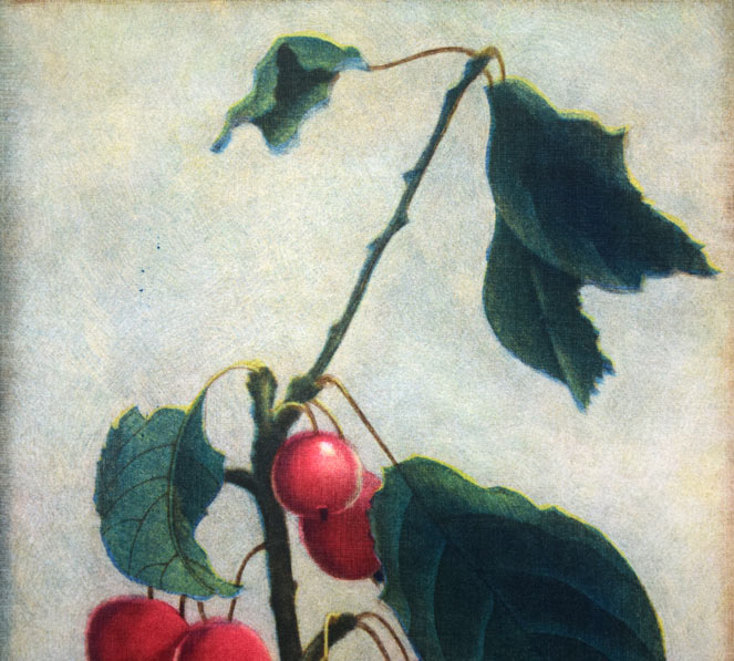 伊藤倭子「赤い実」銅版画 拡大画像1