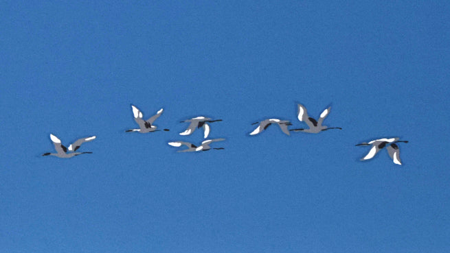 栗谷川健一「丹頂鶴の世界(阿寒)」版画 拡大画像2