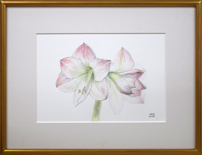 乙丸哲延「百合の花」色鉛筆