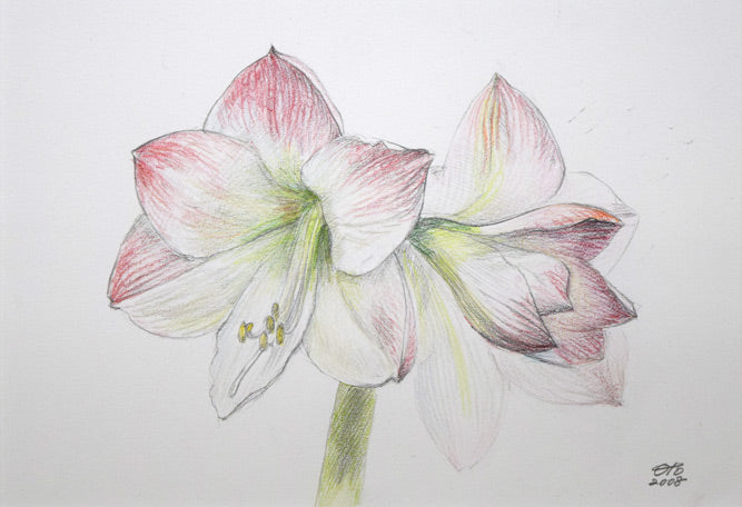 乙丸哲延「百合の花」色鉛筆 作品全体拡大画像