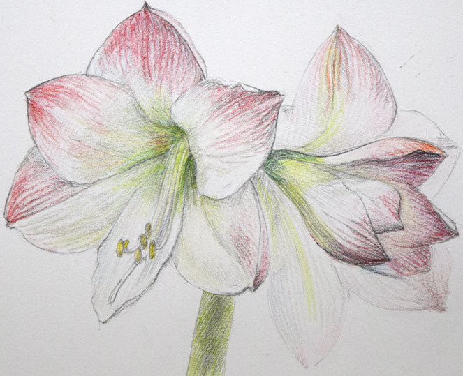 乙丸哲延「百合の花」色鉛筆 拡大画像1