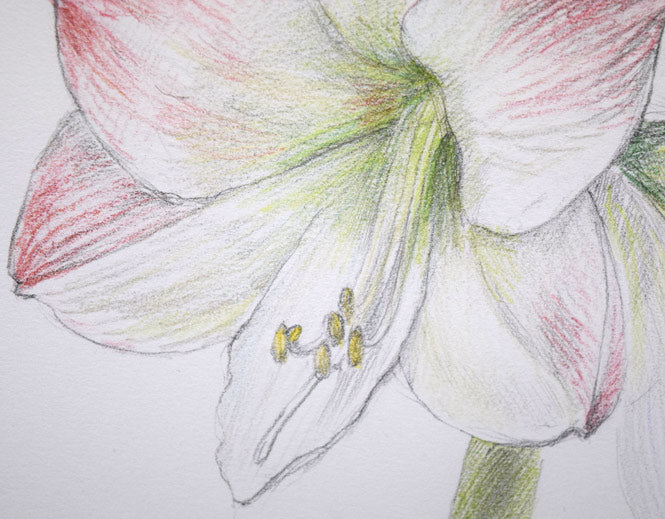 乙丸哲延「百合の花」色鉛筆 拡大画像2
