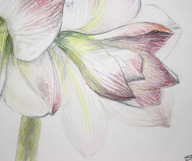 乙丸哲延「百合の花」色鉛筆 拡大画像3
