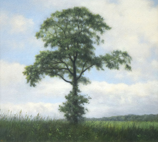 佐々木敏光「夏の樹」水彩画（縦36.5×横41.3ｃｍ）　作品全体拡大画像