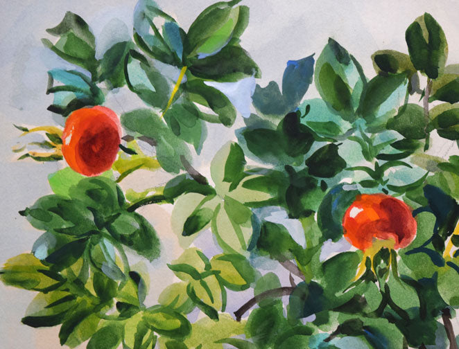 繁野三郎「ハマナス」水彩画 拡大画像3