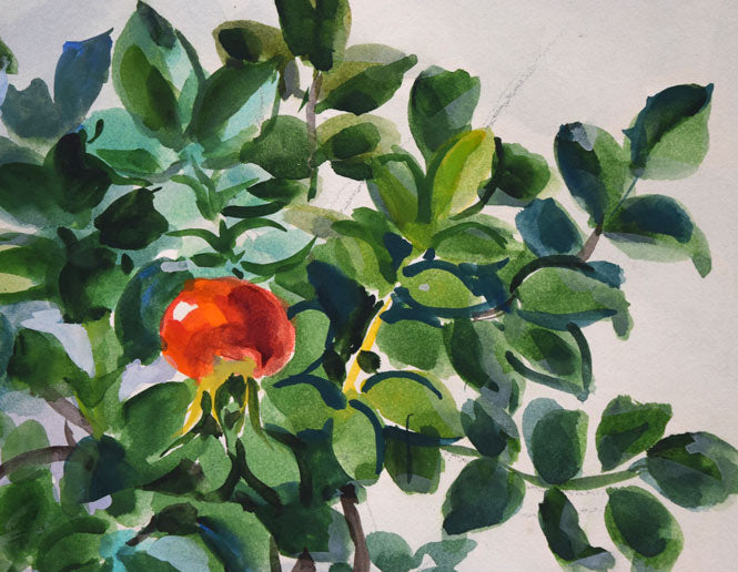 繁野三郎「ハマナス」水彩画 拡大画像4