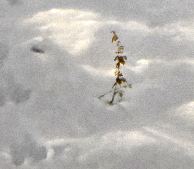 田染 幸雄「冬晴れ」油絵・P15号 拡大部分2