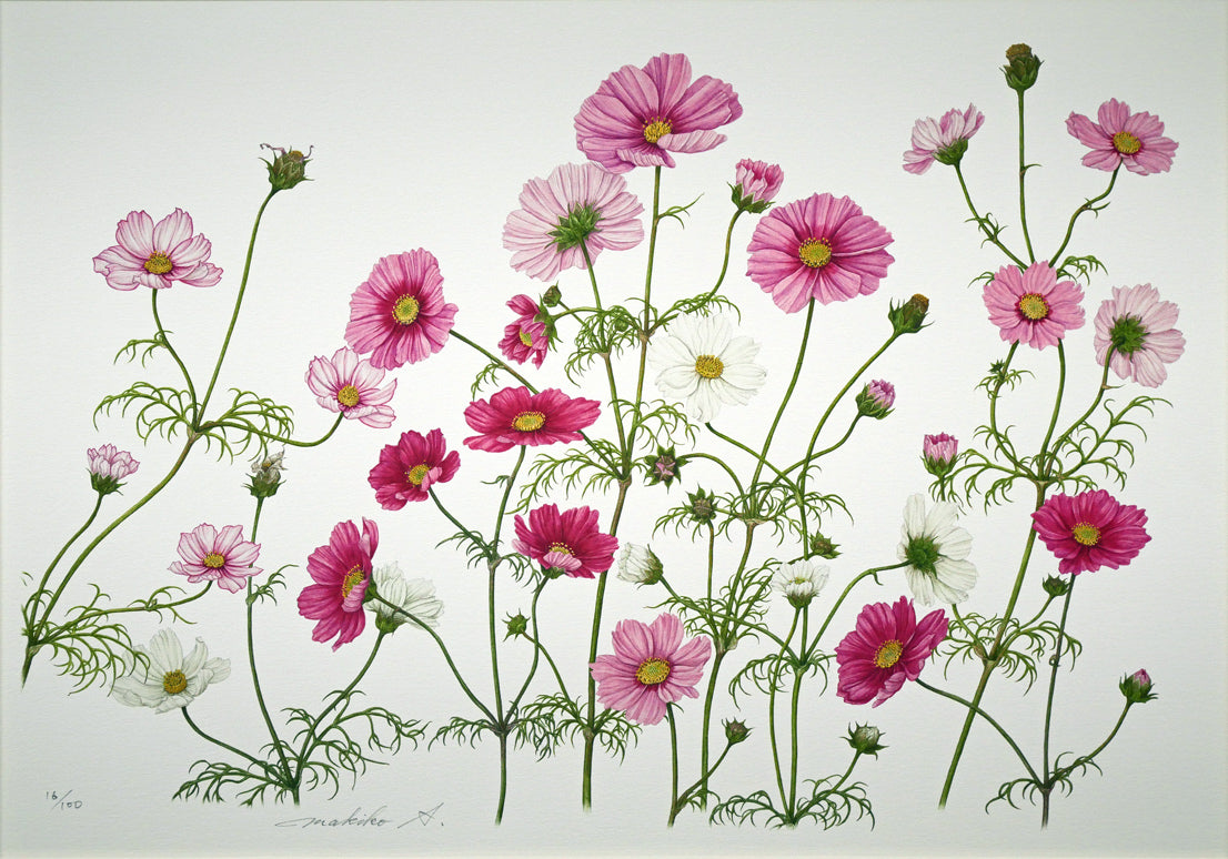 安藤牧子「コスモス（Botanical　Art）」版画・10号大　作品全体画像