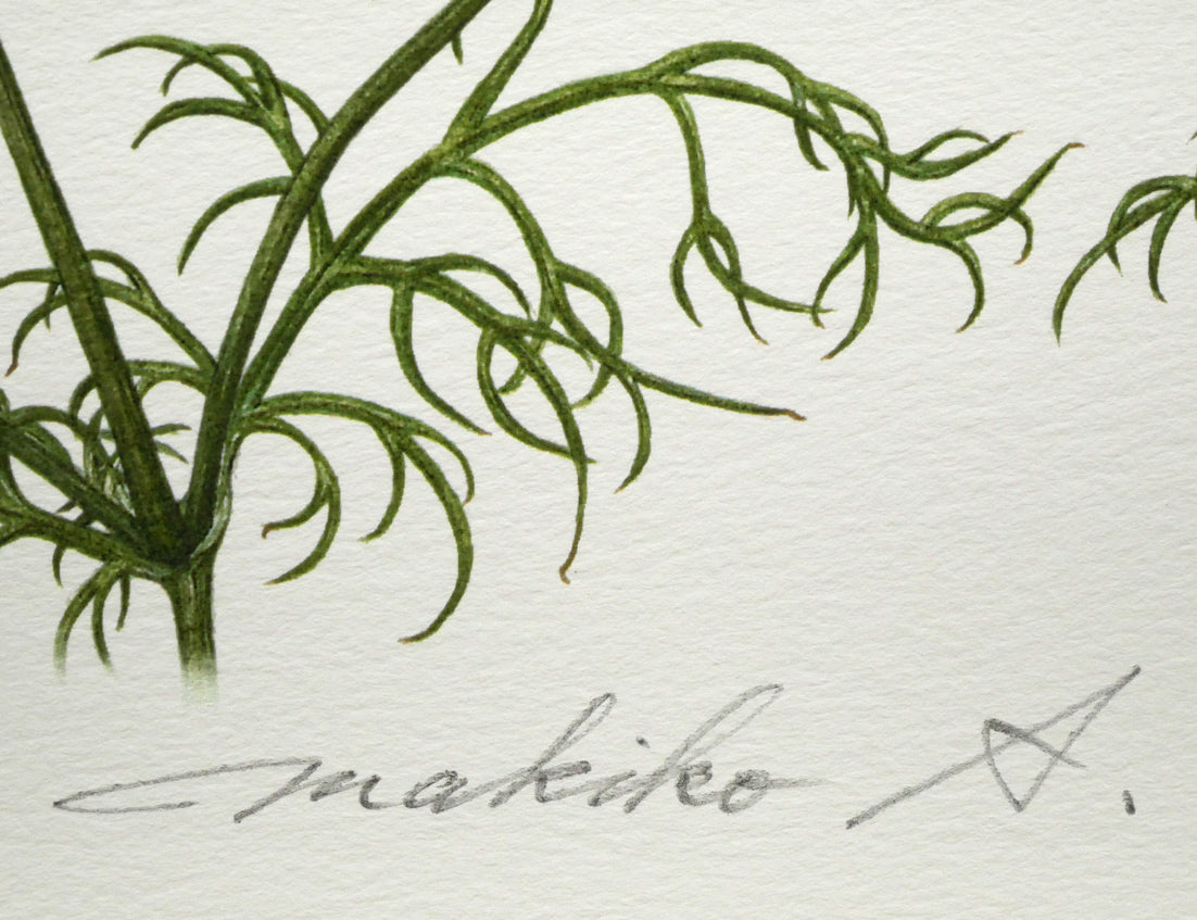 安藤牧子「コスモス（Botanical　Art）」版画・10号大　本人直筆鉛筆サイン