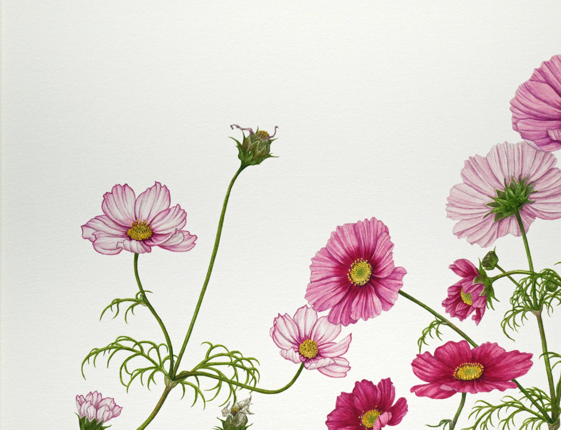 安藤牧子「コスモス（Botanical　Art）」版画・10号大　拡大画像1