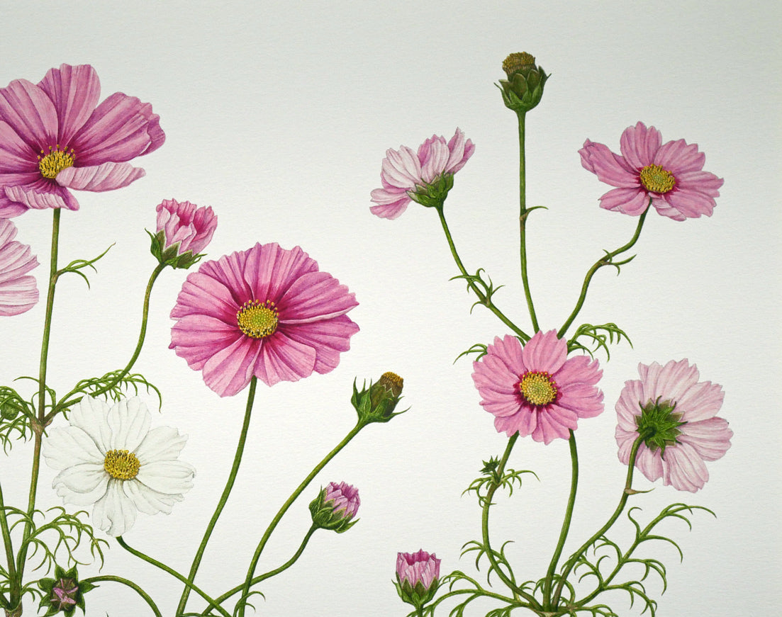 安藤牧子「コスモス（Botanical　Art）」版画・10号大　拡大画像2