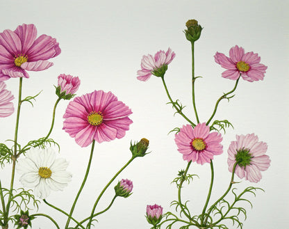 安藤牧子「コスモス（Botanical　Art）」版画・10号大　拡大画像2