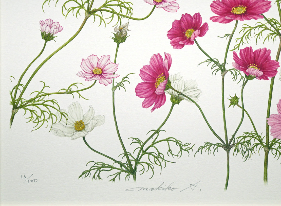 安藤牧子「コスモス（Botanical　Art）」版画・10号大　拡大画像3