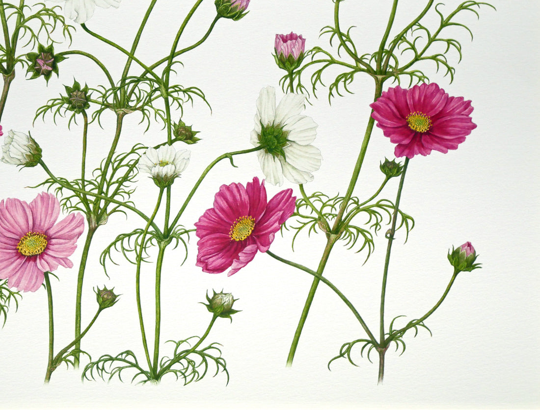 安藤牧子「コスモス（Botanical　Art）」版画・10号大　拡大画像4