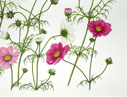 安藤牧子「コスモス（Botanical　Art）」版画・10号大　拡大画像4