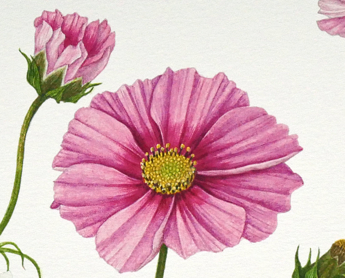 安藤牧子「コスモス（Botanical　Art）」版画・10号大　拡大画像5