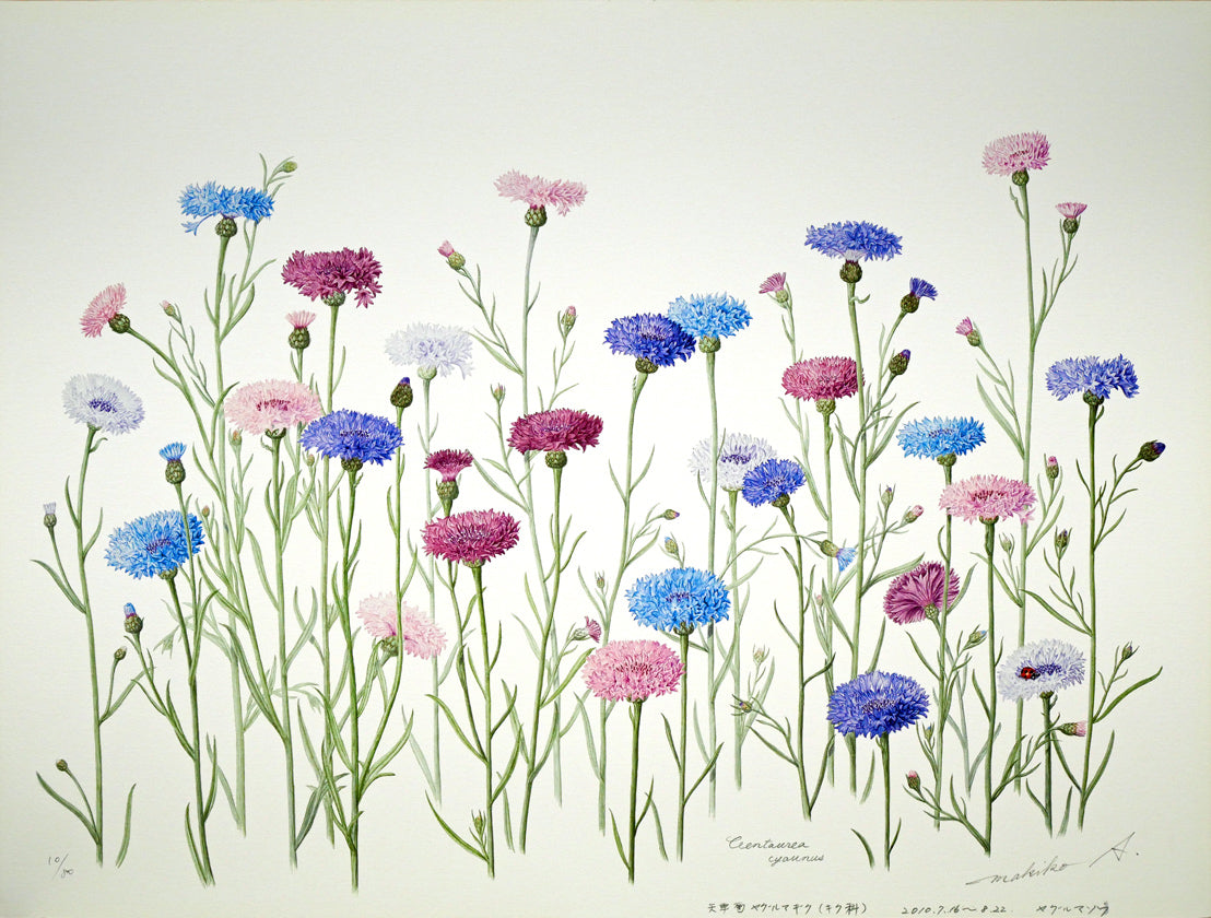 安藤牧子「矢車菊（Botanical　Art）」版画・10号大　作品シート全体画像