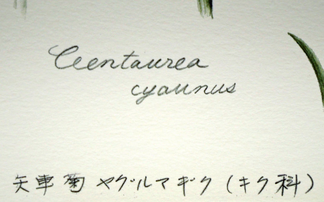 安藤牧子「矢車菊（Botanical　Art）」版画・10号大　作品タイトル