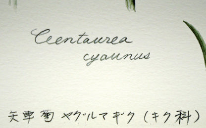 安藤牧子「矢車菊（Botanical　Art）」版画・10号大　作品タイトル