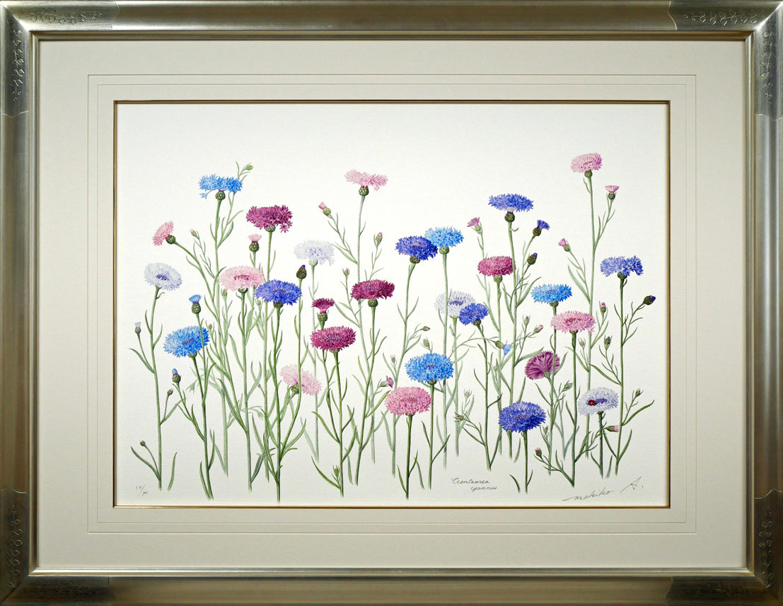 安藤牧子「矢車菊（Botanical　Art）」版画・10号大
