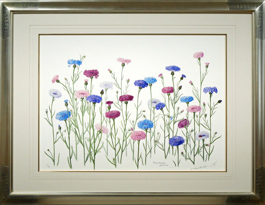 安藤牧子「矢車菊（Botanical　Art）」版画・10号大