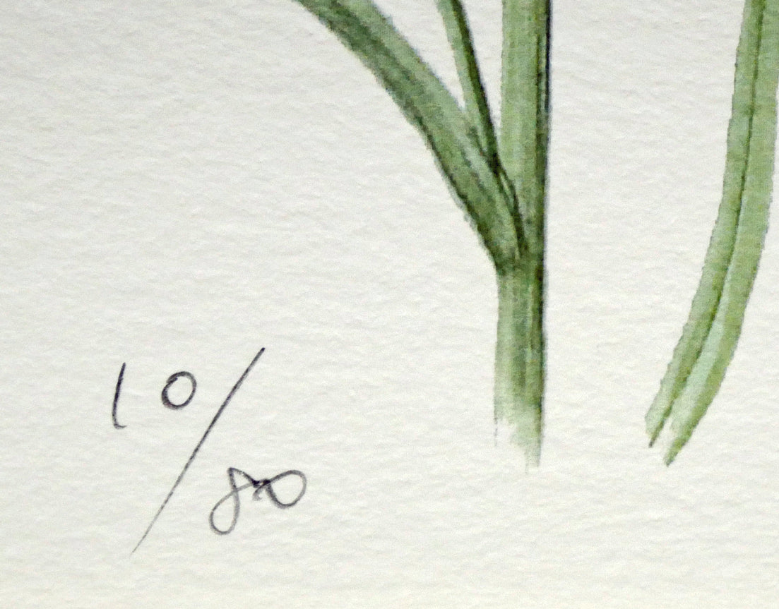 安藤牧子「矢車菊（Botanical　Art）」版画・10号大　限定番号（ed,10/80）