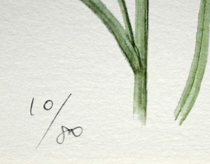 安藤牧子「矢車菊（Botanical　Art）」版画・10号大　限定番号（ed,10/80）