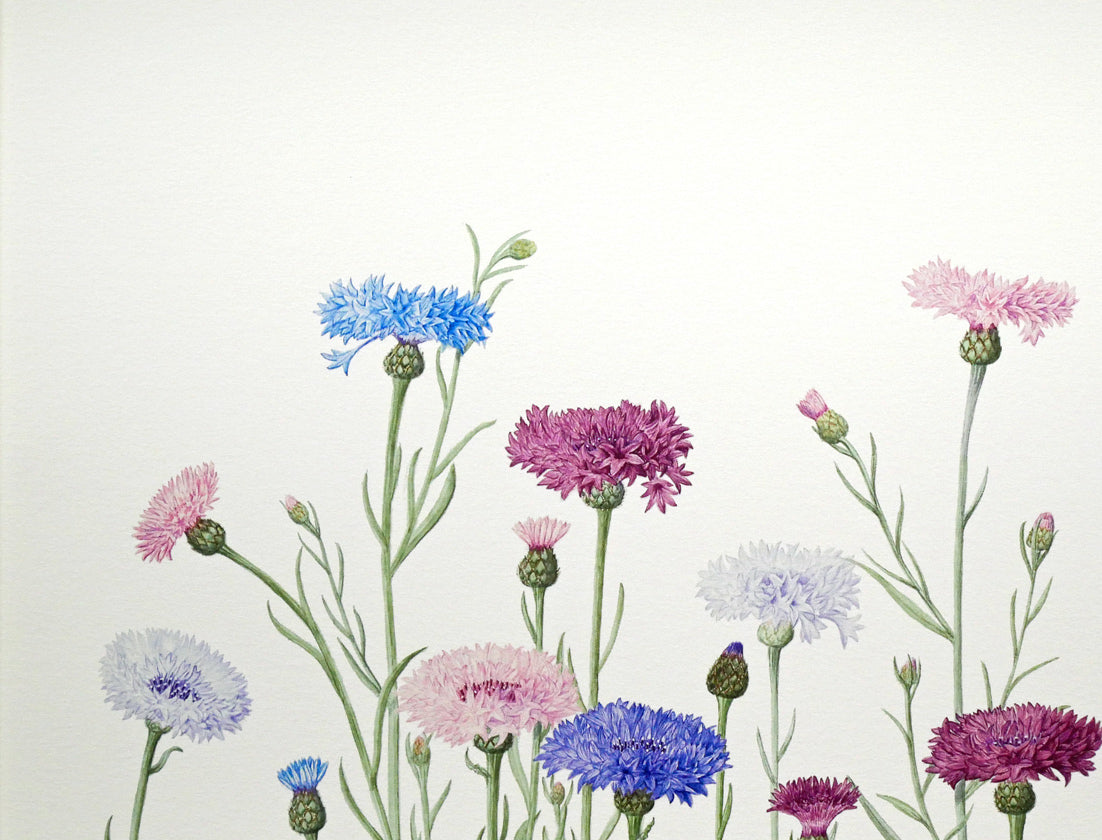 安藤牧子「矢車菊（Botanical　Art）」版画・10号大　拡大画像1